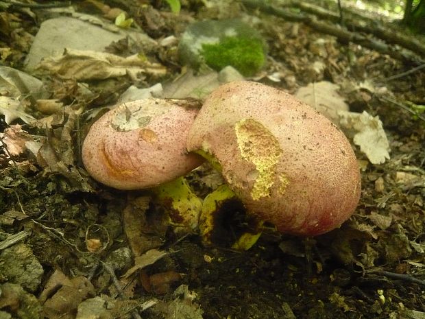 hríb kráľovský Butyriboletus regius (Krombh.) D. Arora & J.L. Frank