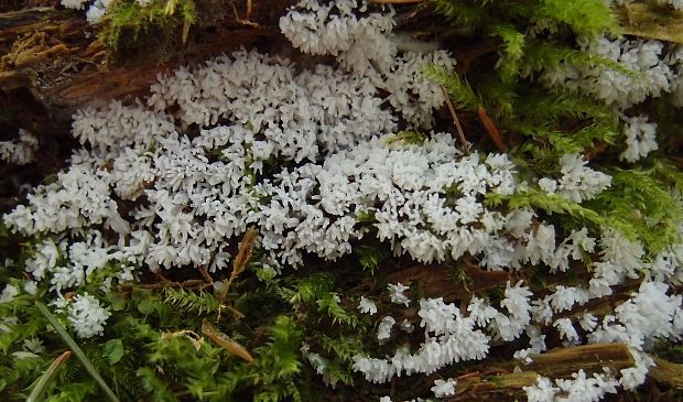 rohačka kríčkovitá Ceratiomyxa fruticulosa var. fruticulosa (O.F. Müll.) T. Macbr