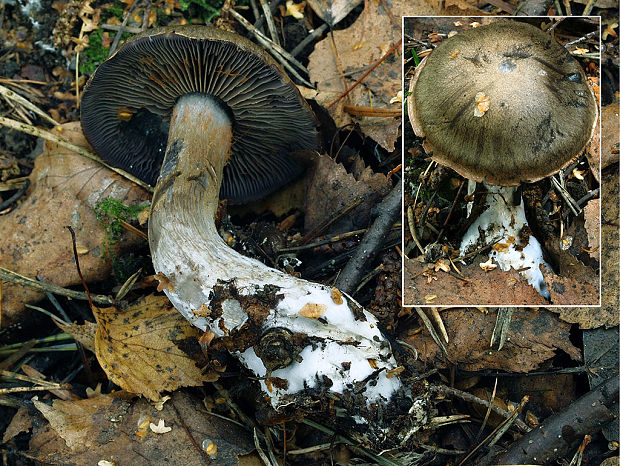 pavučinovec temnomodrý Cortinarius obscurocyaneus Secr. ex J. Schröt.