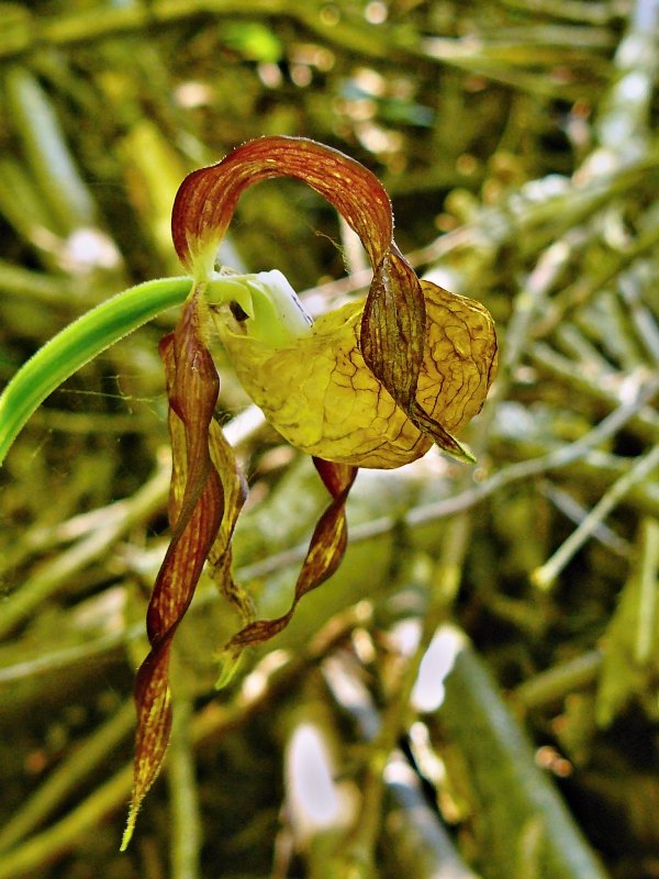 črievičník papučkový Cypripedium calceolus L.