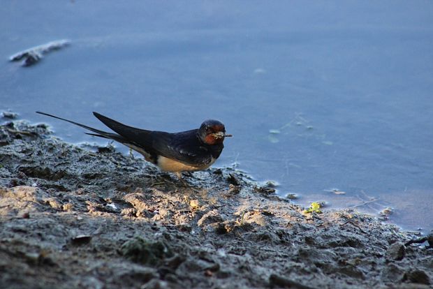 lastovička obyčajná Hirundo rustica