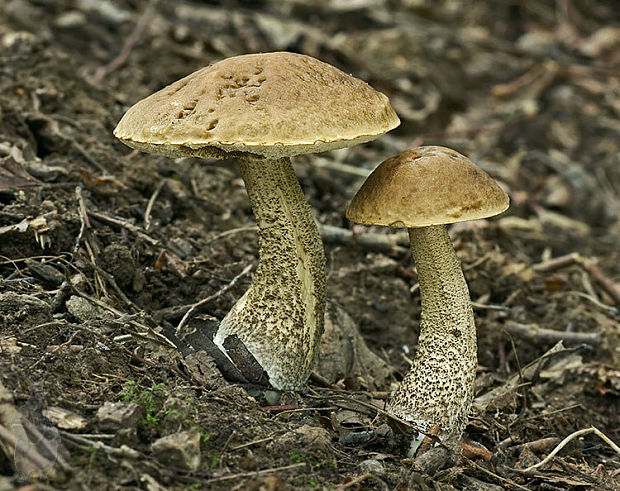 kozák hrabový Leccinum pseudoscabrum (Kallenb.) Šutara