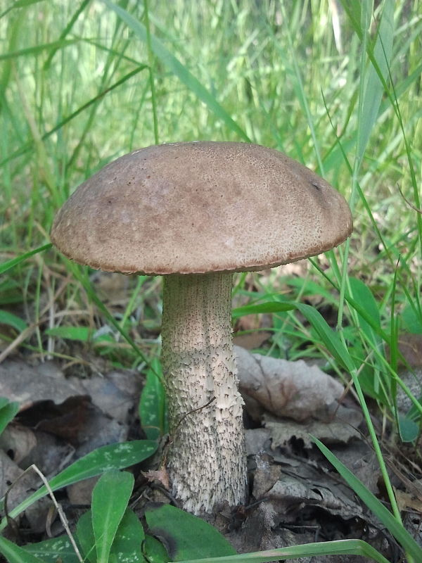 kozák brezový Leccinum scabrum (Bull.) Gray