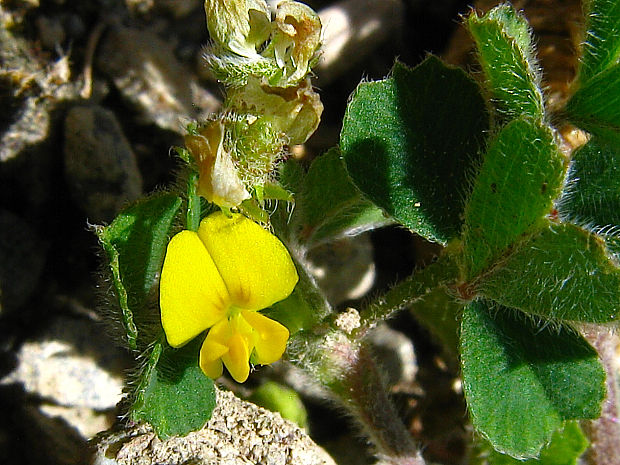 lucerna najmenšia Medicago minima (L.) Schreb.