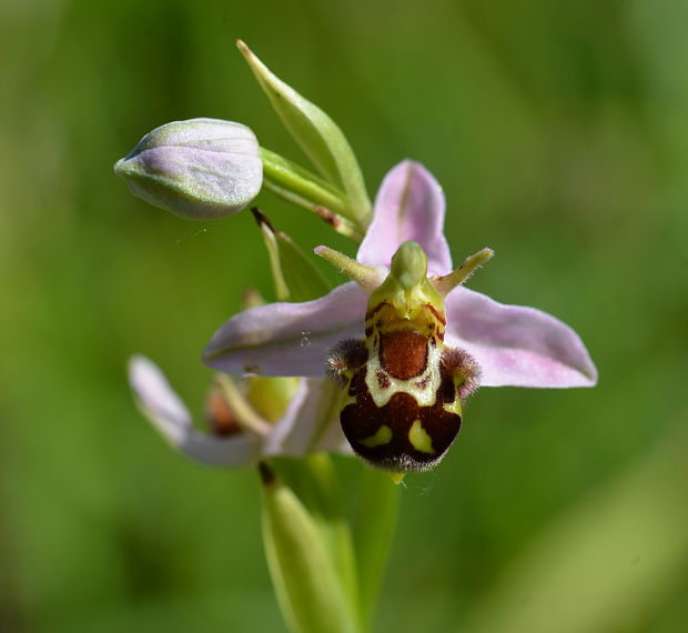 hmyzovník včelovitý Ophrys apifera Huds.