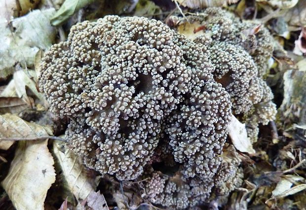 trúdnik klobúčkatý Polyporus umbellatus (Pers.) Fr.