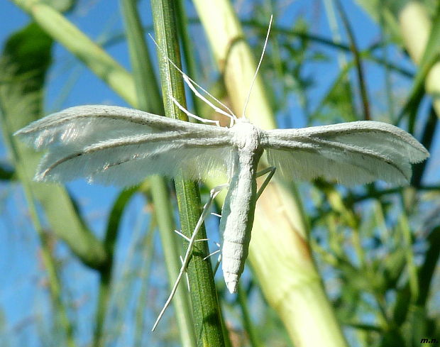 pierkavec povojový  Pterophorus pentadactyla