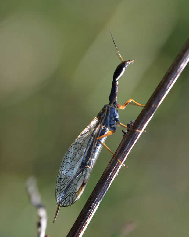 dlhokrčka obyčajná Raphidia flavipes