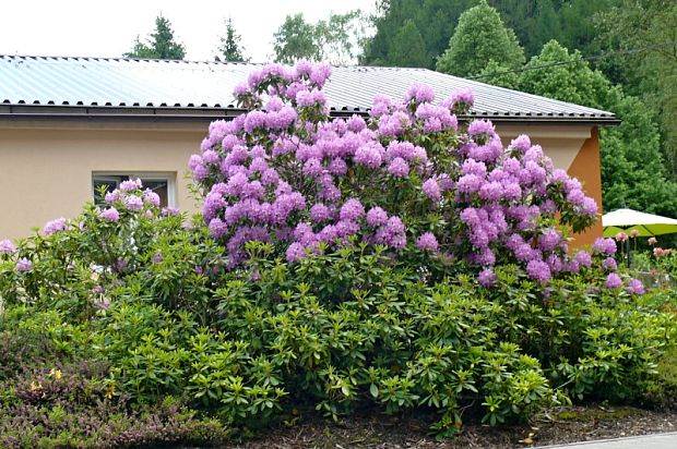 rododendron chlpatý  - pěnišník chlupatý Rhododendron hirsutum  L.