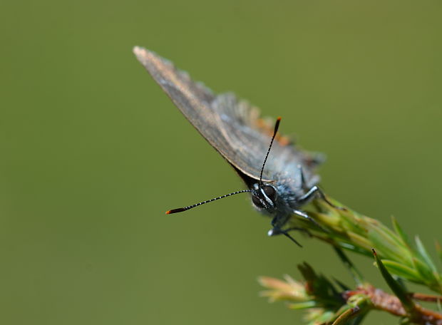 ostrožkár trnkový Satyrium spini