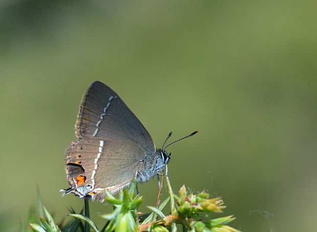 ostrožkár trnkový Satyrium spini