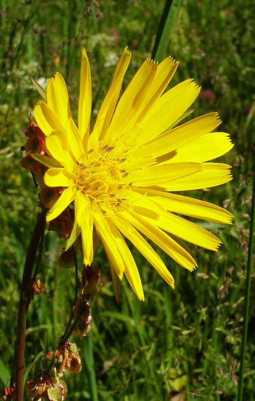 kozobrada lúčna Tragopogon pratensis L.