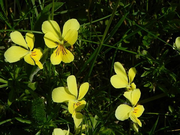 fialka žltá sudetská Viola lutea subsp. sudetica (Willd.) Nyman