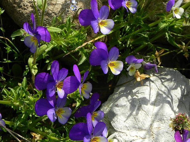 fialka trojfarebná Viola tricolor L. emend. F. W. Schmidt