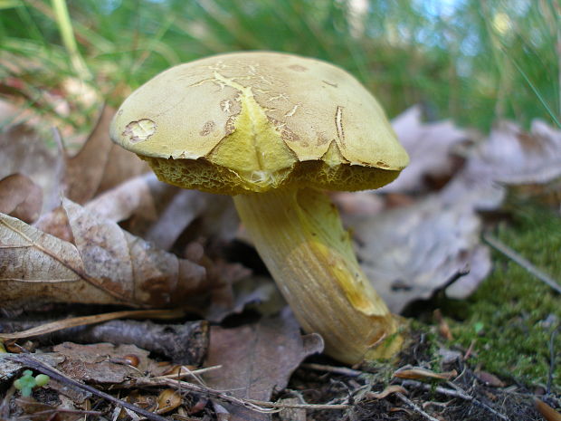 suchohríb plstnatý Xerocomus subtomentosus L.