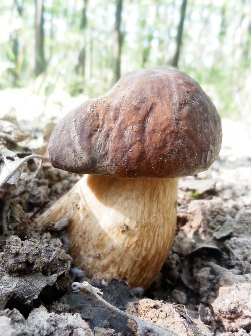 hríb bronzový Boletus aereus Bull. ex Fr.