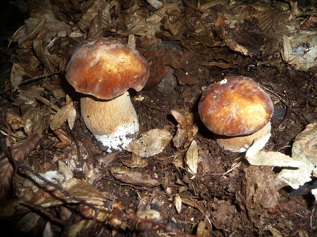 hríb dubový Boletus reticulatus Schaeff.