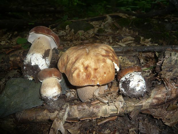 hríb dubový Boletus reticulatus Schaeff.