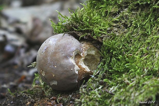 hríb dubový Boletus reticulatus Schaeff.