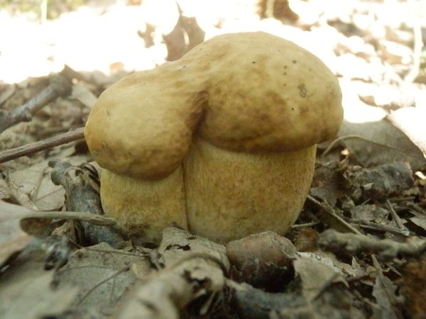 hríb dubový Boletus reticulatus Schaeff.