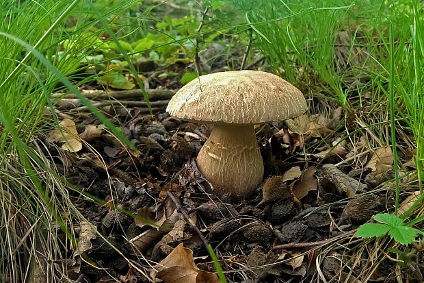 hríb dubový Boletus reticulatus Schaeff.