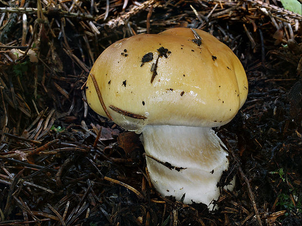 pavučinovec žemľový Cortinarius varius (Schaeff.) Fr.