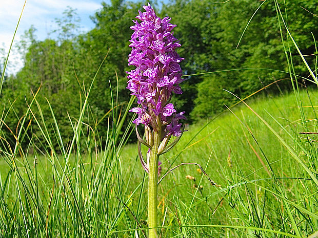 vstavačovec karpatský Dactylorhiza carpatica (Batoušek & C.A.J. Kreutz) P. Delforge