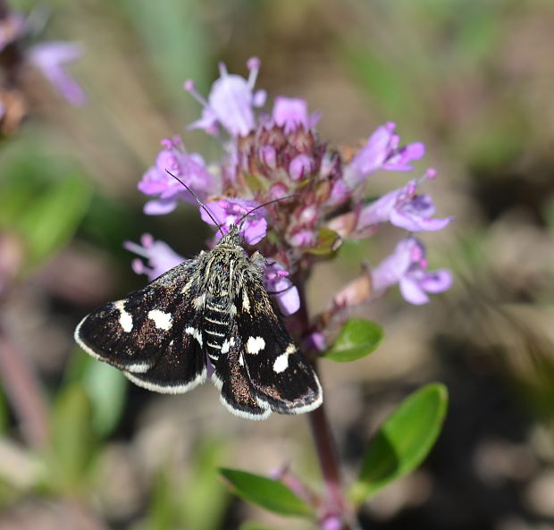 vijačka zanovätníková Eurrhypis pollinalis