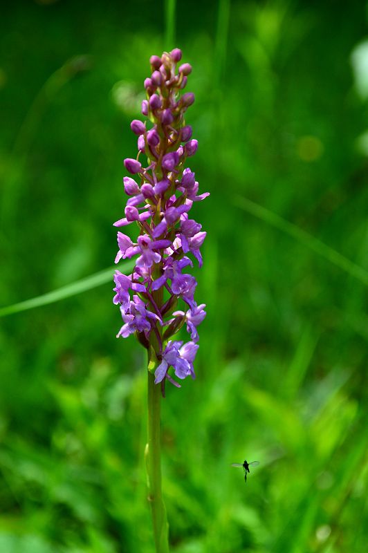 päťprstnica obyčajná Gymnadenia conopsea (L.) R. Br.