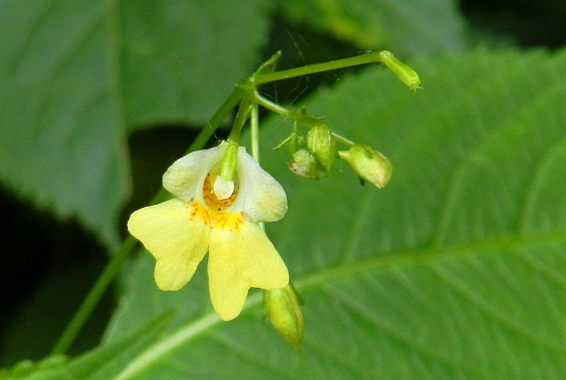 netýkavka malokvetá Impatiens parviflora DC.