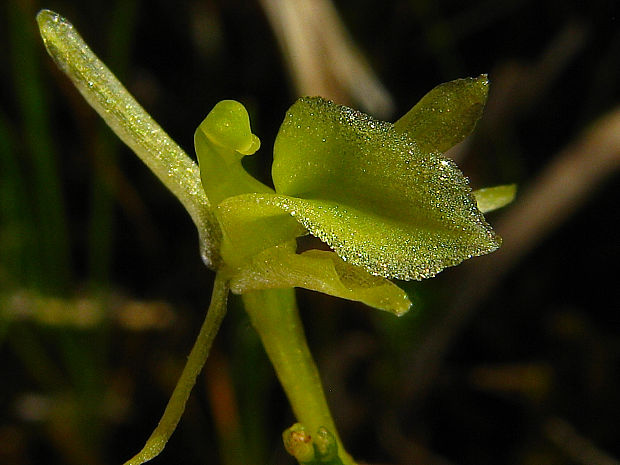hľuzovec loeselov Liparis loeselii (L.) Rich.