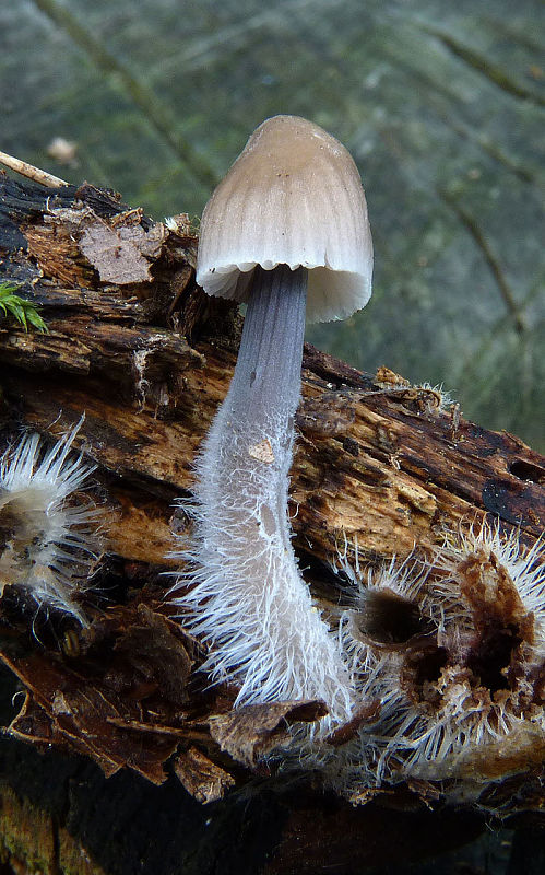 prilbička mliečna Mycena galopus (Pers.) P. Kumm.