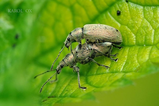 šupináčik žihľavový  Phyllobius pomaceus