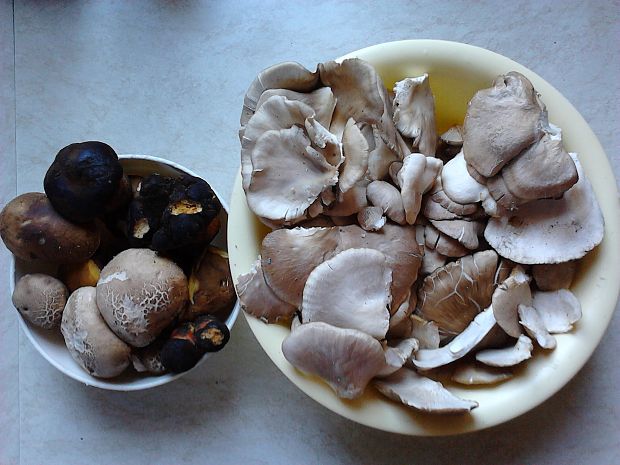 hliva buková Pleurotus pulmonarius (Fr.) Quél.