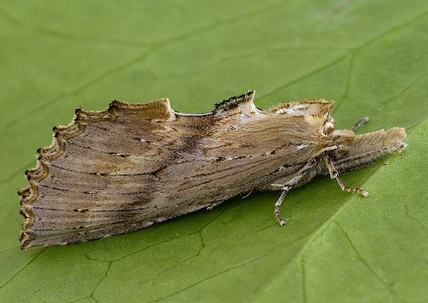 chochlatka dvojzúbková Pterostoma palpina