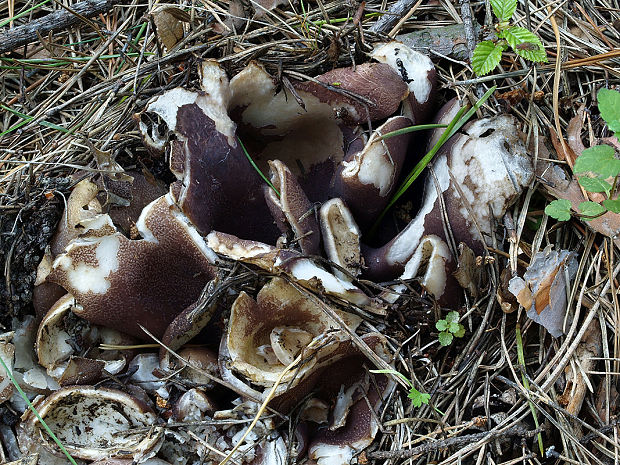 tulipánovka fialová Sarcosphaera coronaria (Jacq.) J. Schröt.