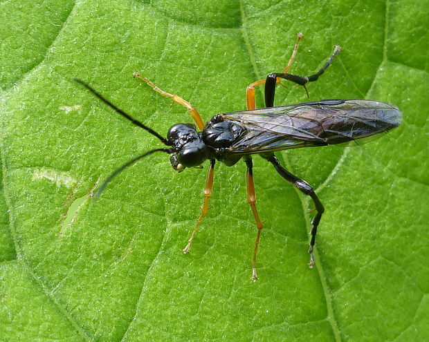 piliarka Tenthredo mandibularis Fabricius, 1804