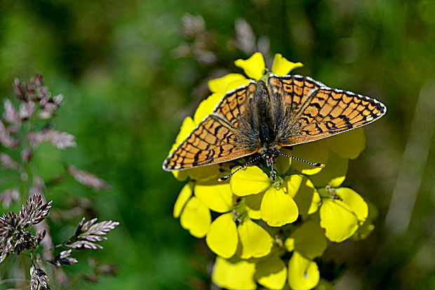 hnedáčik mriežkovaný  Melitaea cinxia