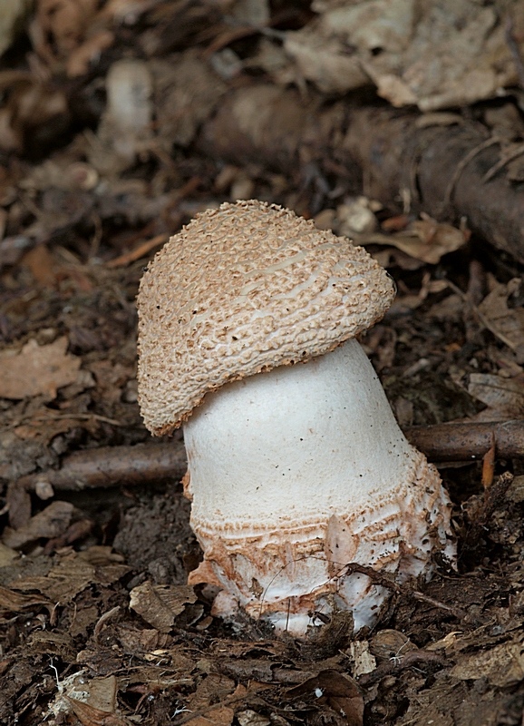 muchotrávka červenkastá Amanita rubescens Pers.