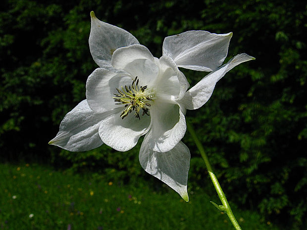 orlíček obyčajný Aquilegia vulgaris L.