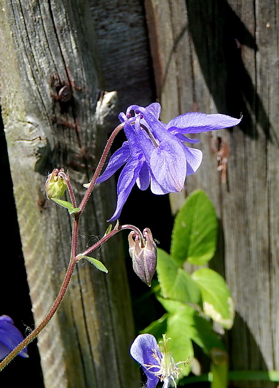 orlíček obyčajný Aquilegia vulgaris L.