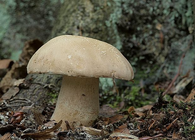 hríb dubový Boletus reticulatus Schaeff.