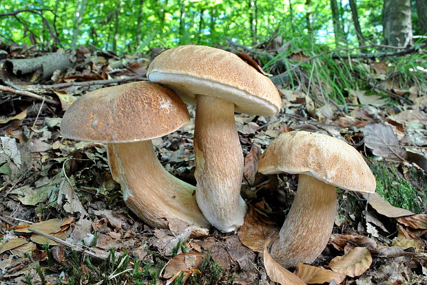 hríb dubový Boletus reticulatus Schaeff.