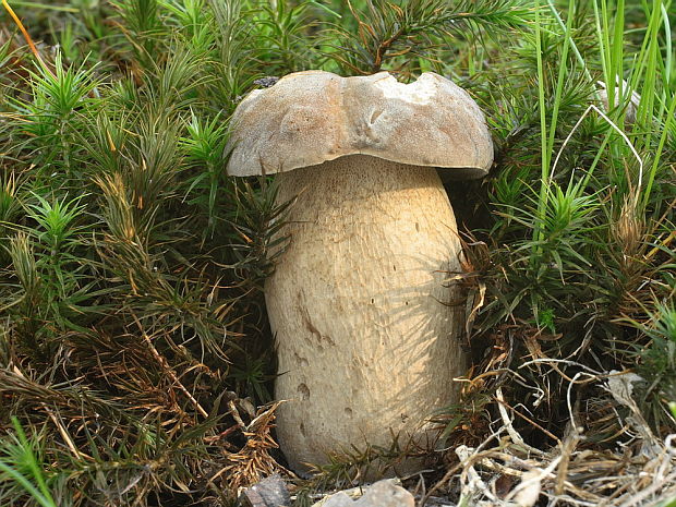 hríb dubový Boletus reticulatus Schaeff.