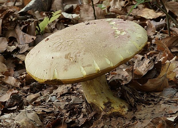 hríb kráľovský Butyriboletus regius (Krombh.) D. Arora & J.L. Frank