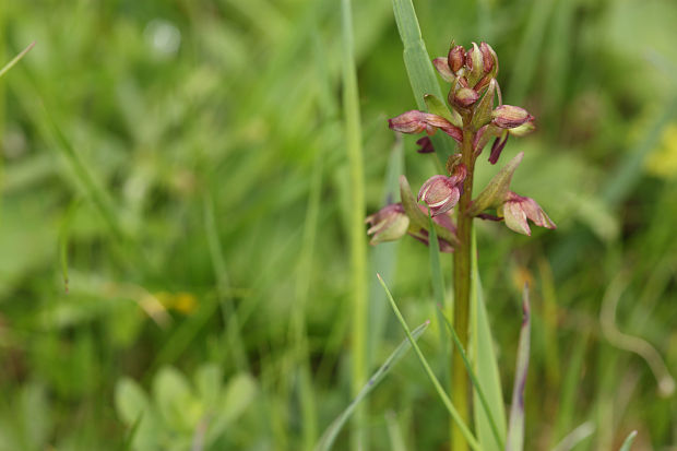 vstavačovec zelený Dactylorhiza viridis (L.) A.M. Bateman, A.M. Pridgeon &amp; M. Chase