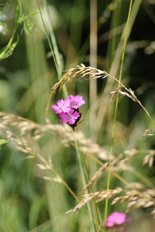 klinček kartuziánsky Dianthus carthusianorum L.