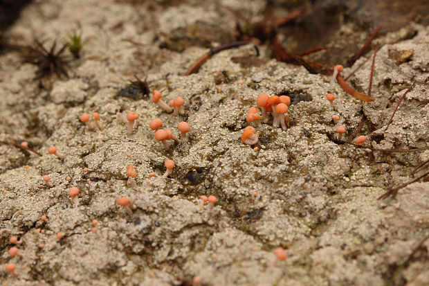 malohubka ružová Dibaeis baeomyces (L. f.) Rambold & Hertel