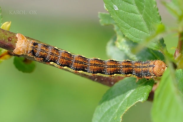 piadivka zimná Erannis defoliaria