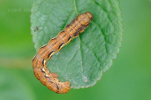 piadivka zimná Erannis defoliaria